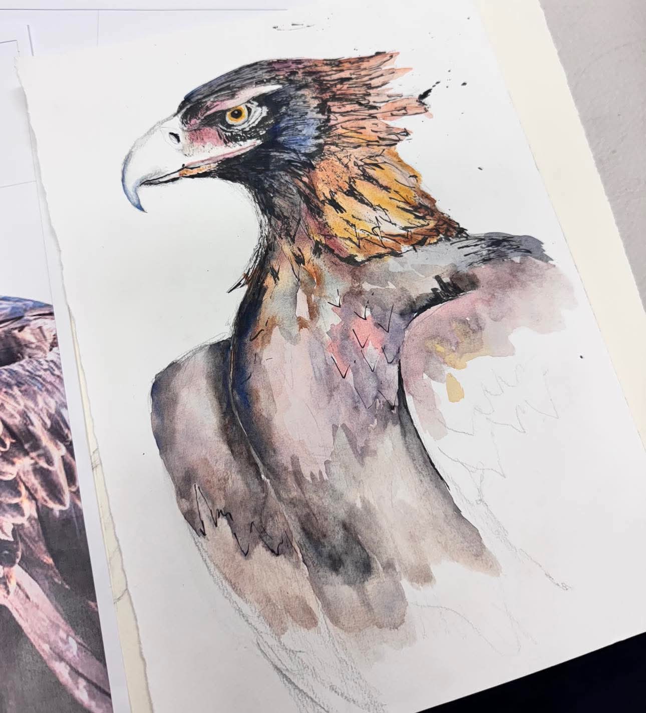Afternoon Wildlife Drawing Courses
