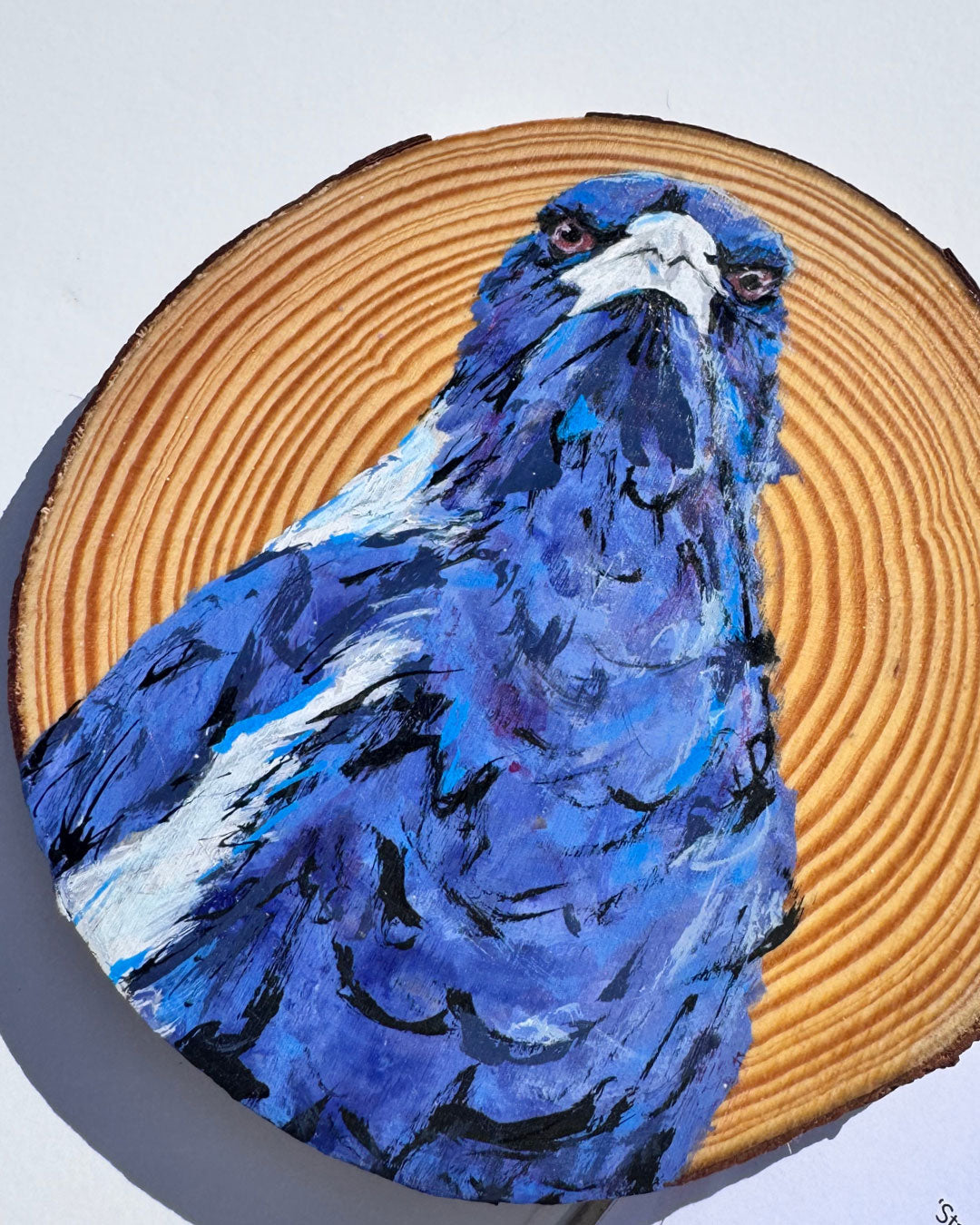 'STARE' the Australian Magpie Wooden Disc
