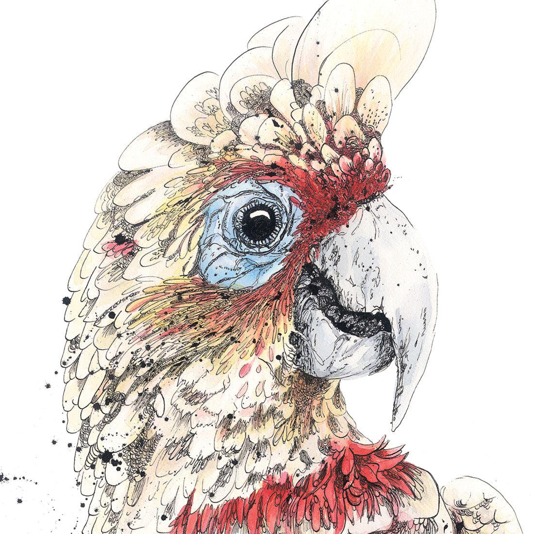 'Bluey', Long-Billed Corella Fine Art Print