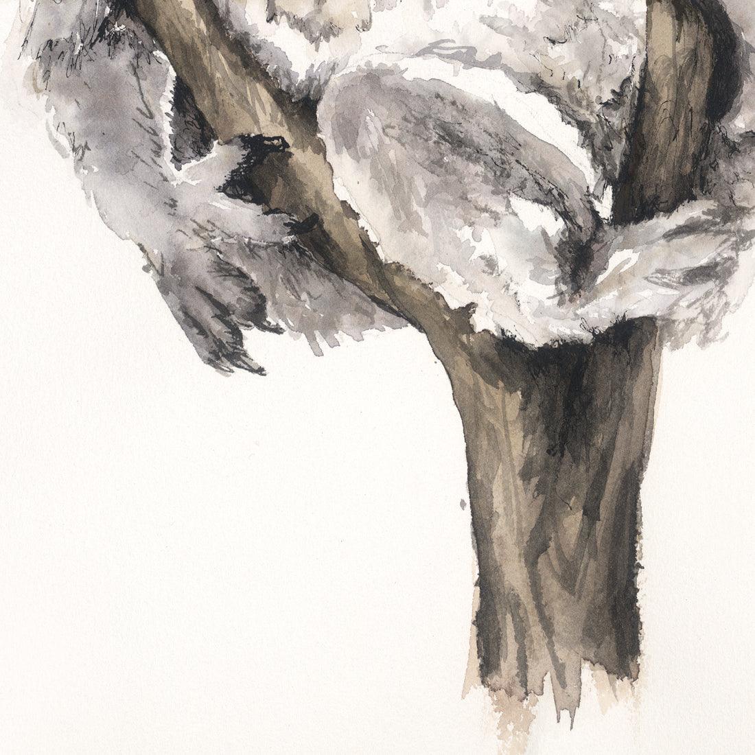 'Naptime' Koala Fine Art Print
