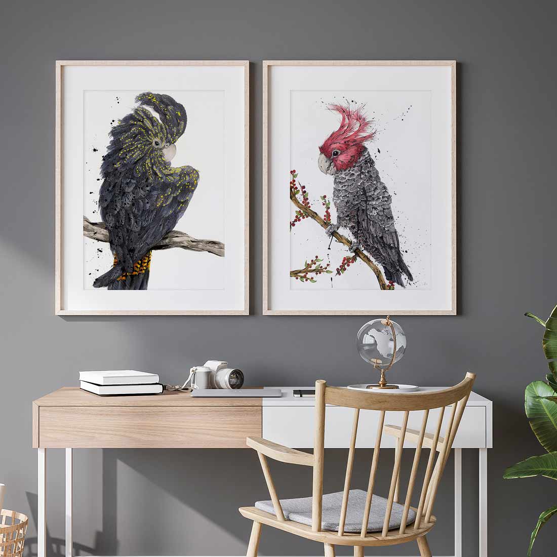 'Scarlet Stud' Gang-Gang Cockatoo