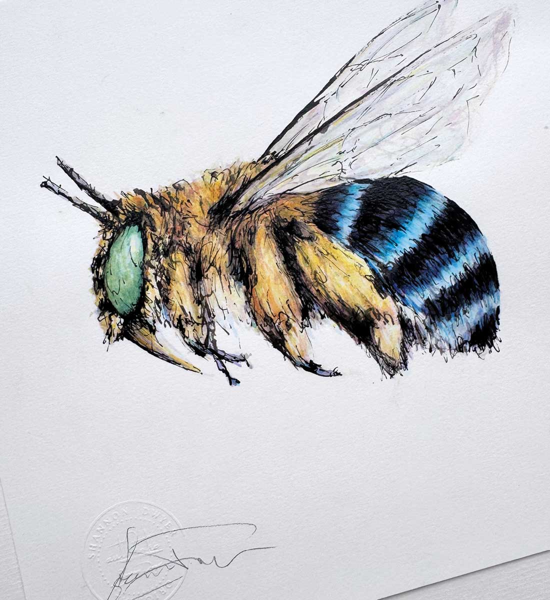 SOLD - 'Bandit', the Blue-banded Bee
