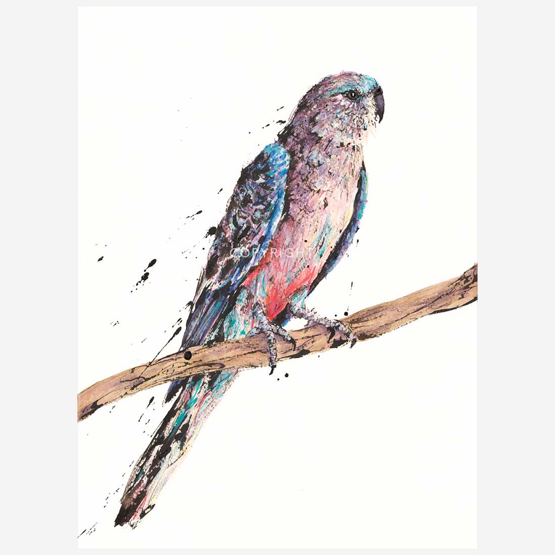 'Tranquill', the Bourke's Parrot