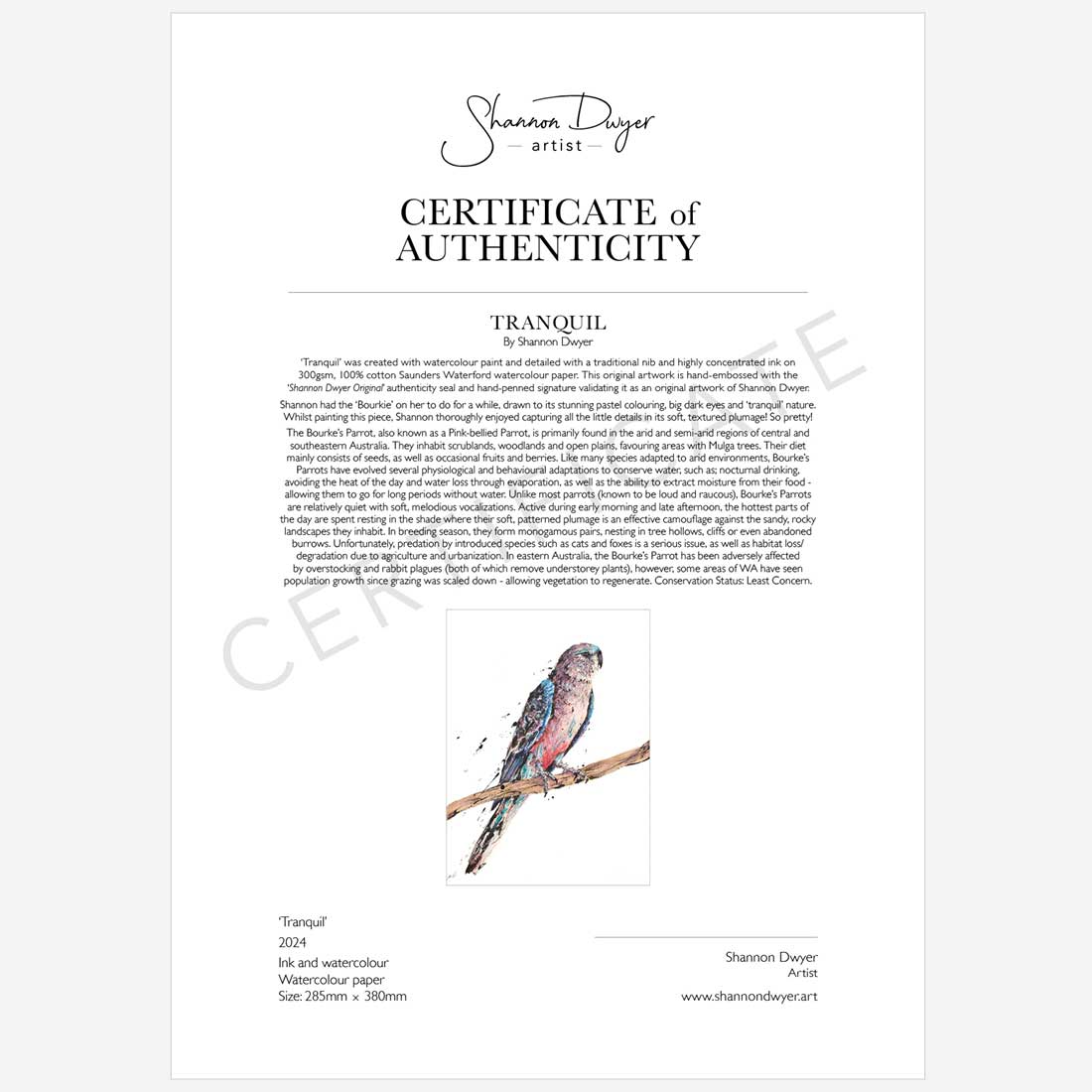 'Tranquill', the Bourke's Parrot