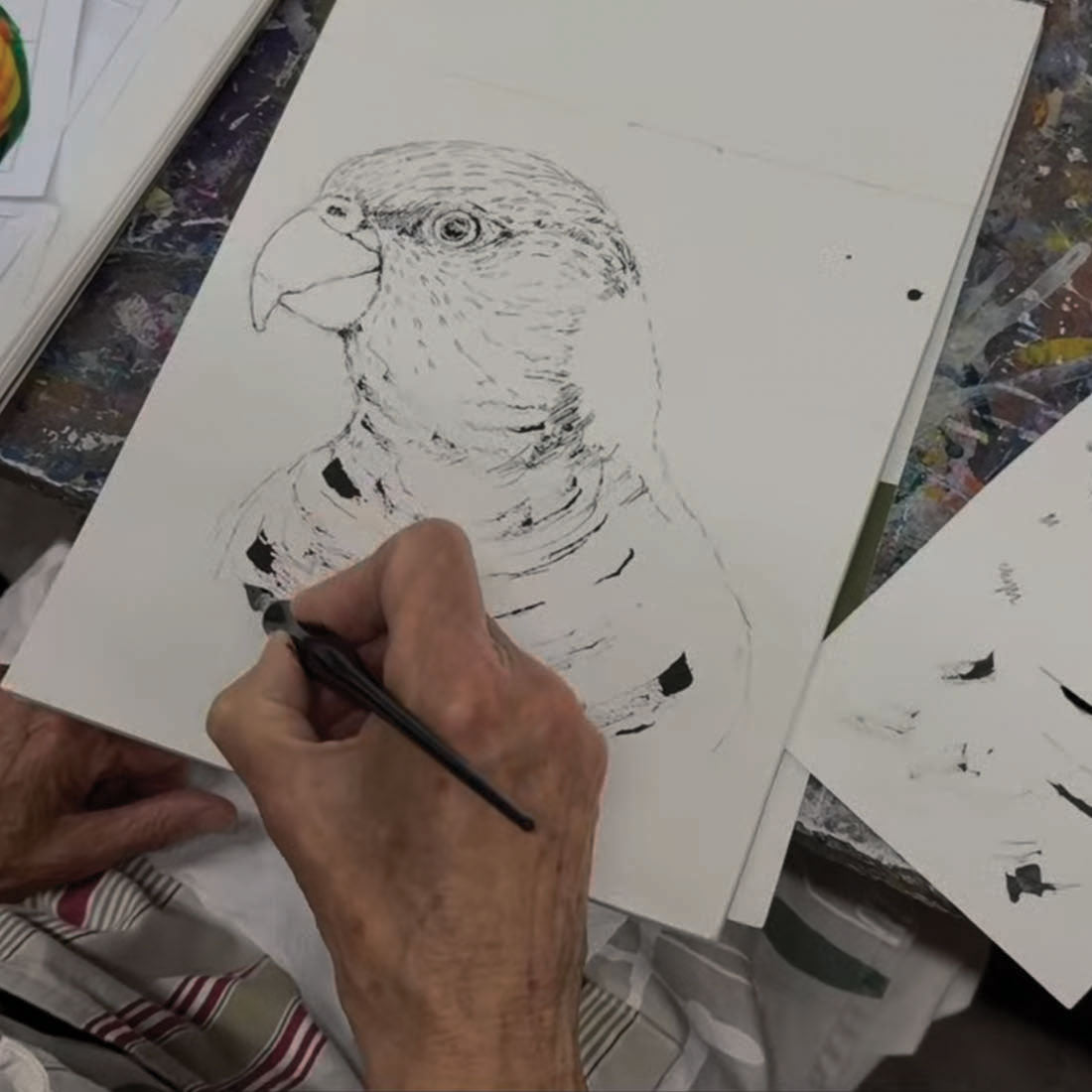 Afternoon Wildlife Drawing Courses
