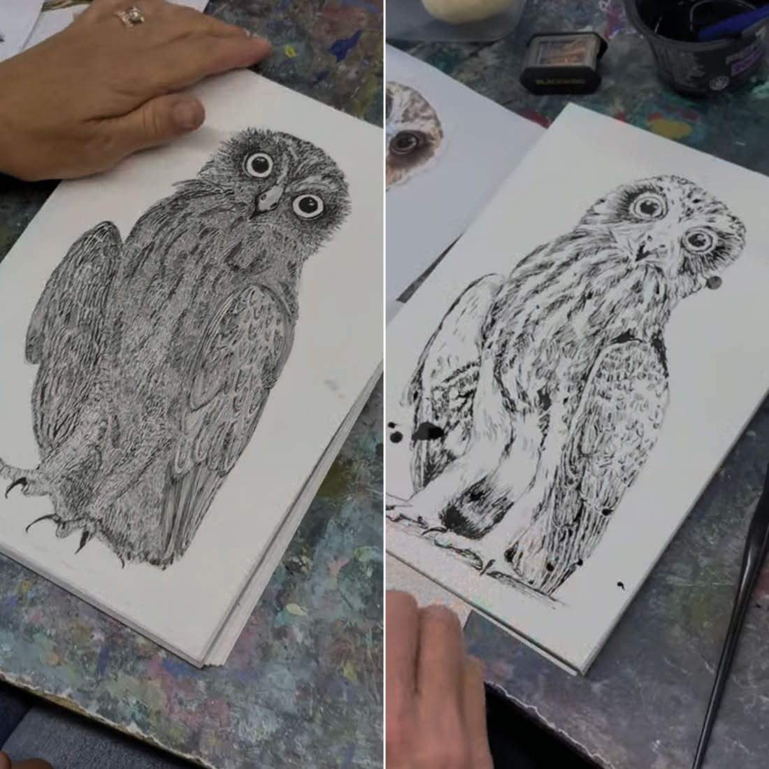 Monday Afternoon Wildlife Sydney Drawing Course