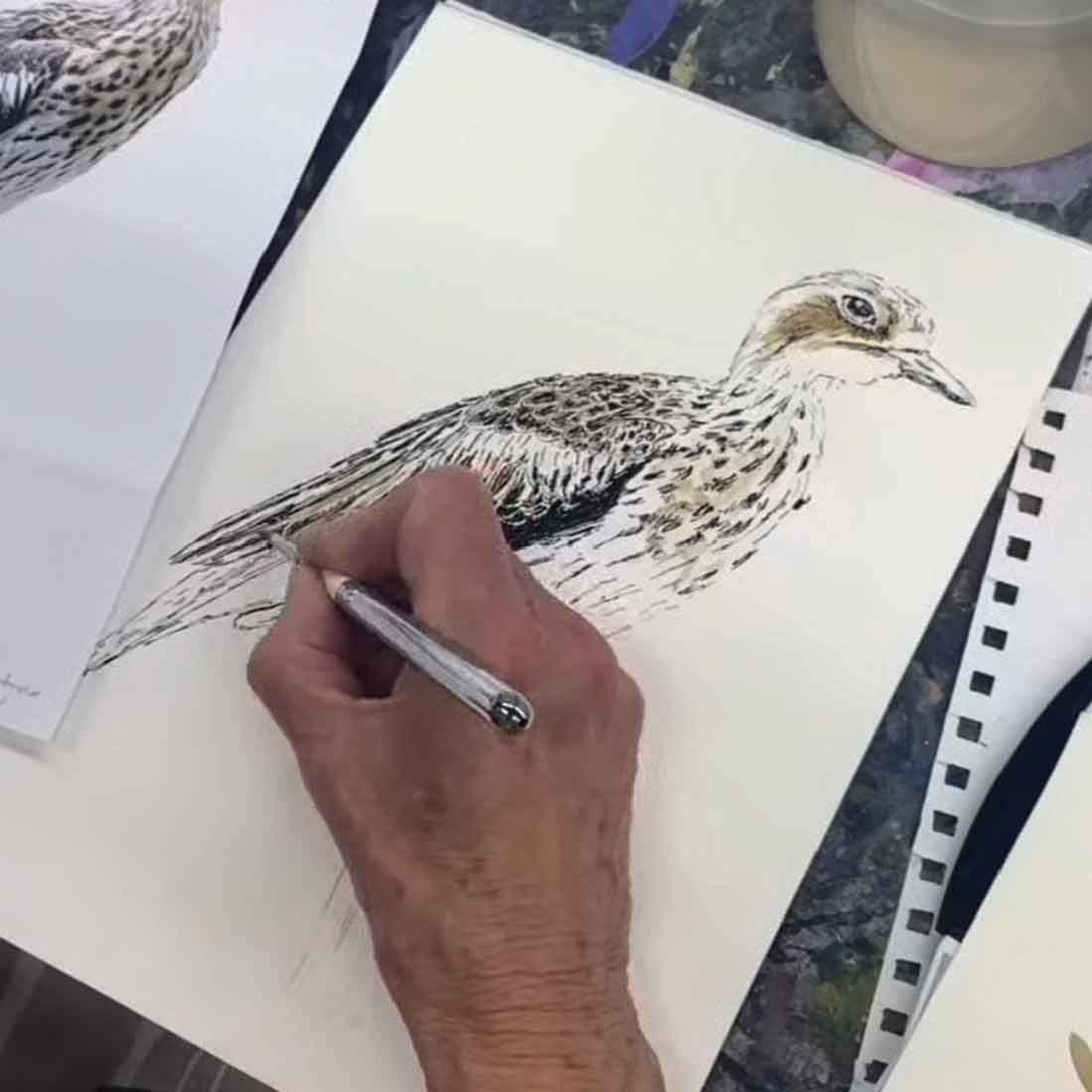 Night Wildlife Drawing Course