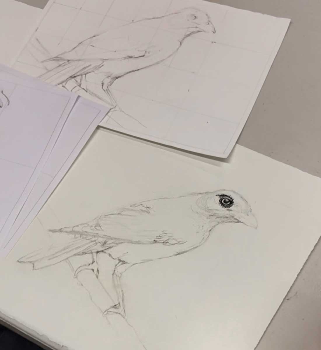 Afternoon Wildlife Drawing Courses