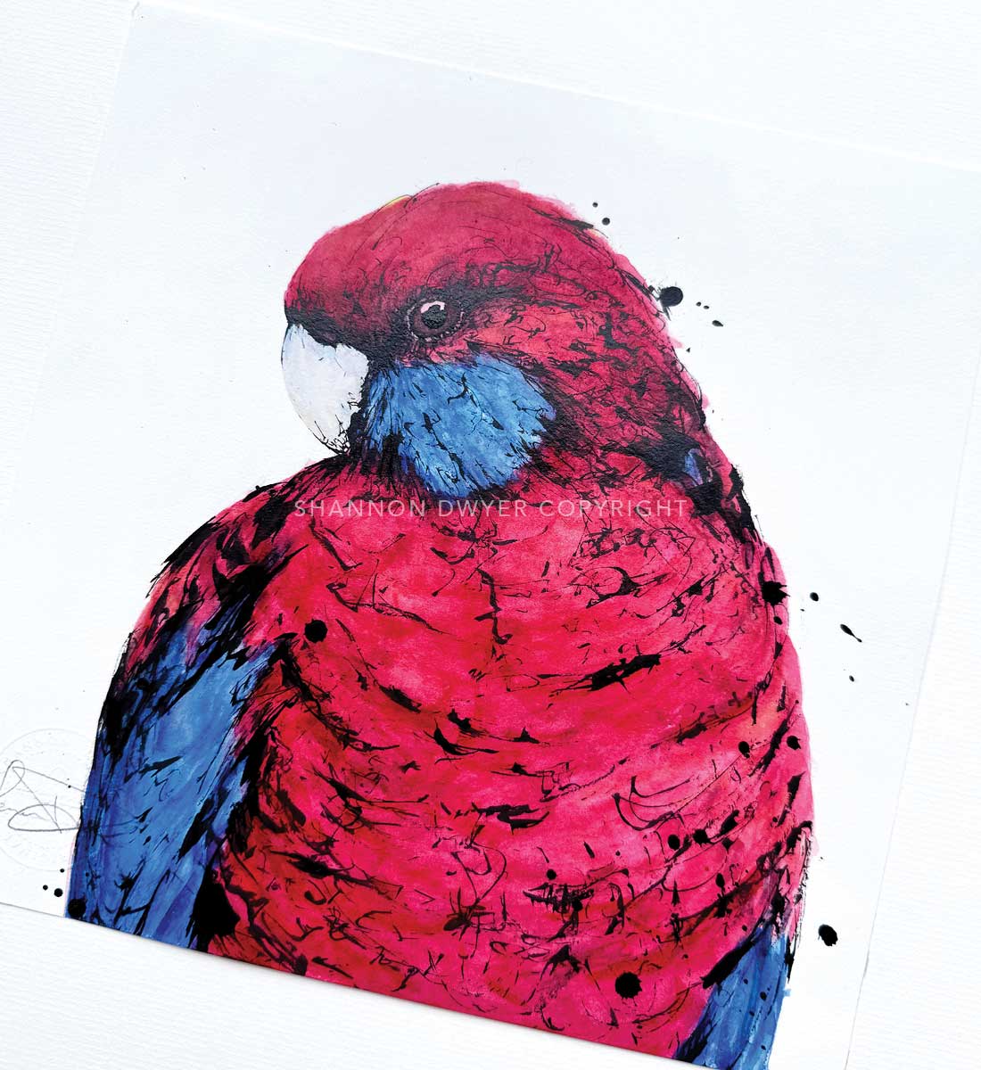 'Ruby', the Crimson Rosella
