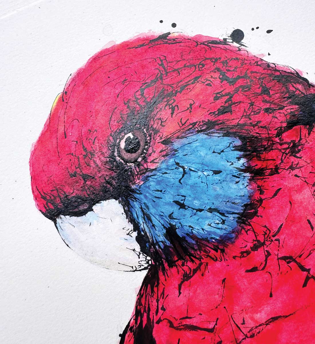 'Ruby', the Crimson Rosella