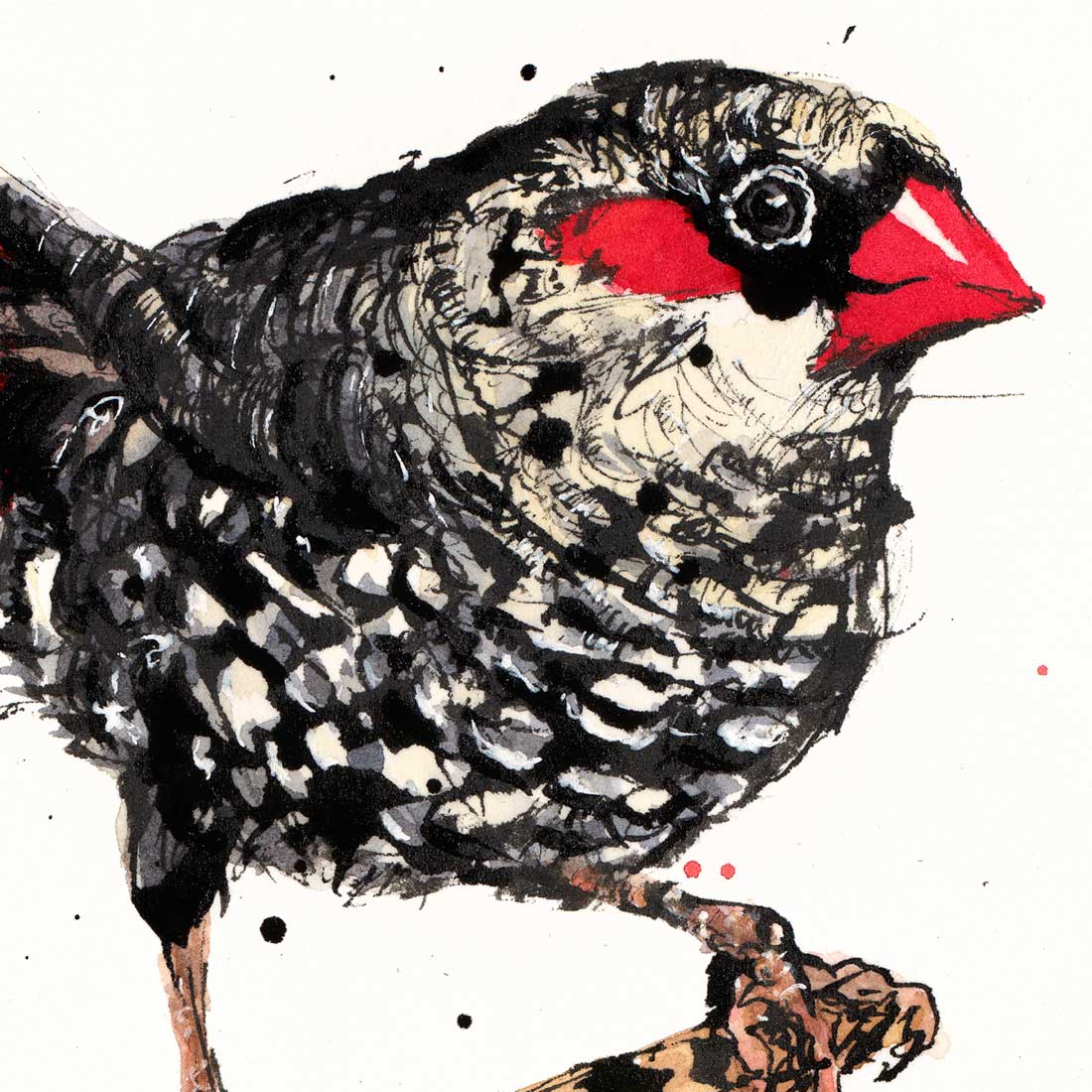 'Flare', the Red-eared Firetail