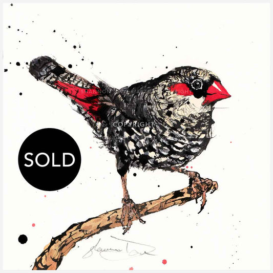 SOLD - 'Flare', the Red-eared Firetail
