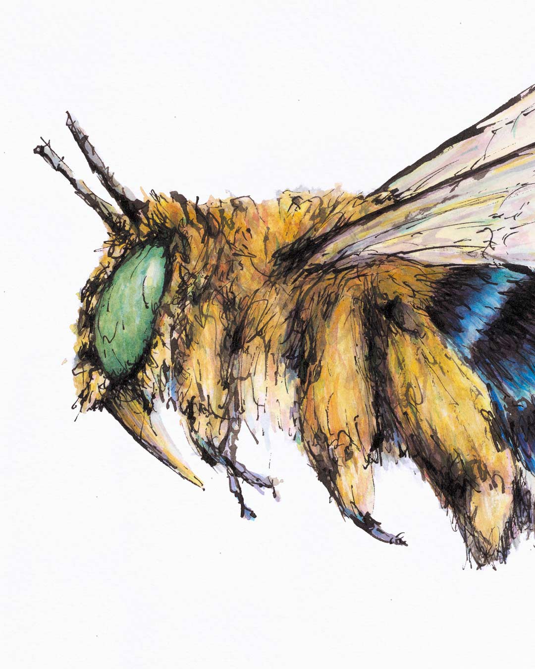 BANDIT Blue-banded Bee, Fine Art Print