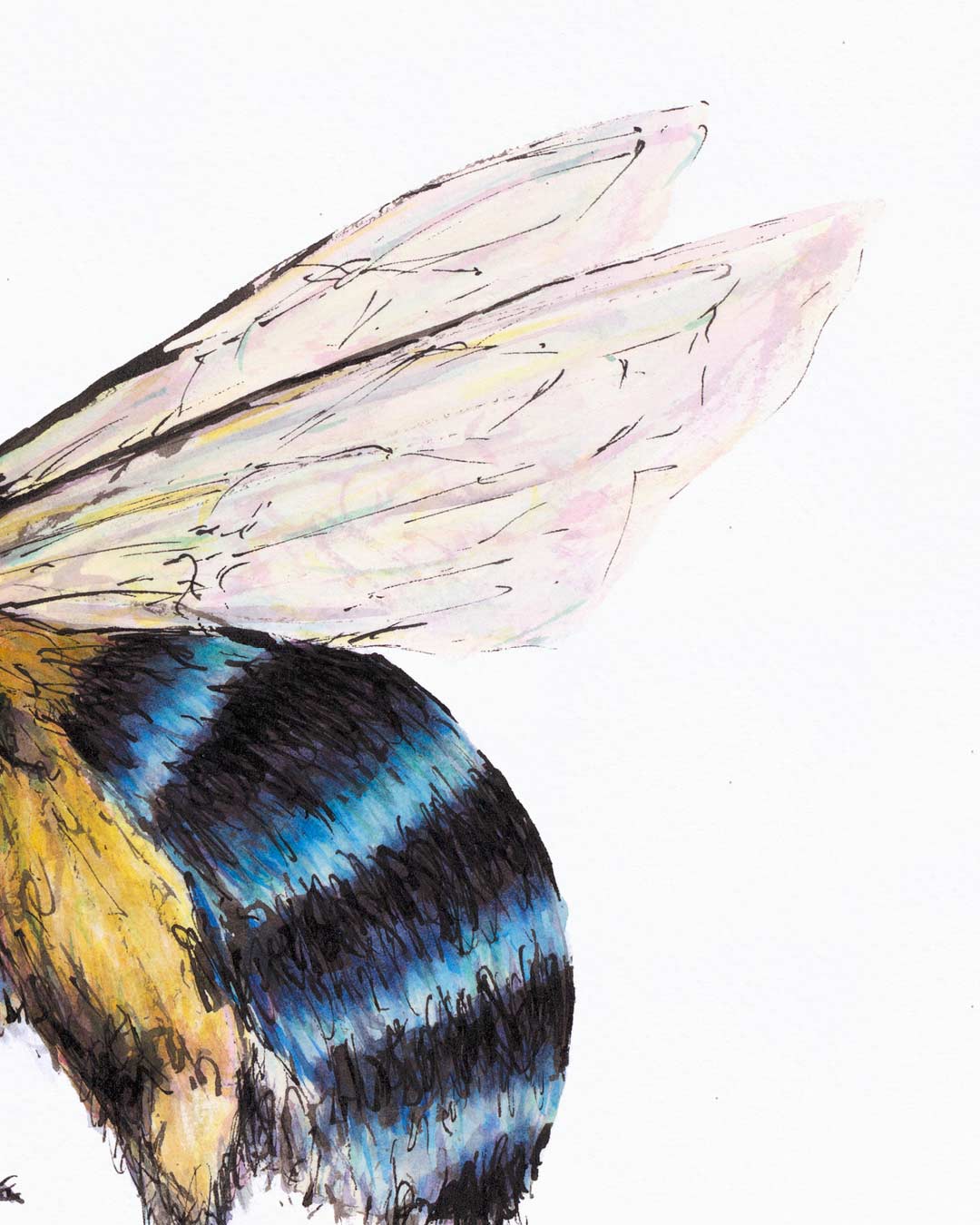 BANDIT Blue-banded Bee, Fine Art Print