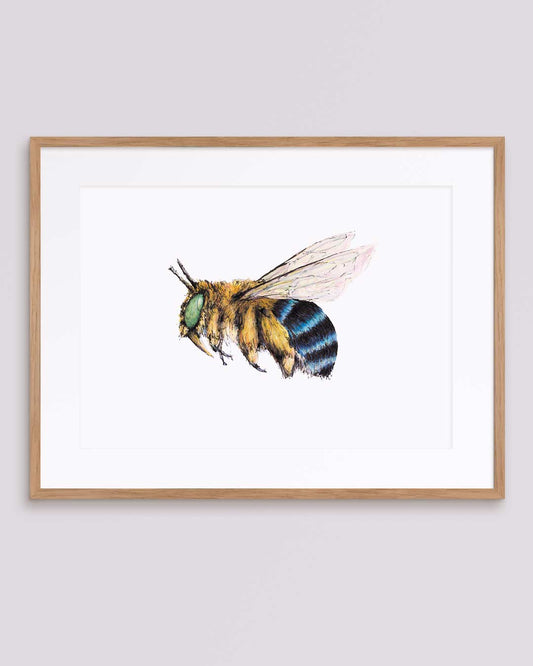 BANDIT Blue-banded Bee, Fine Art Print