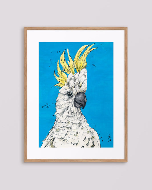 'Brad' the Sulphur-Crested Cockatoo