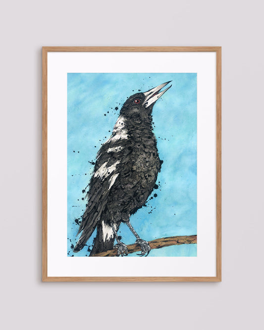 'Carol' the Australian Magpie Fine Art Print
