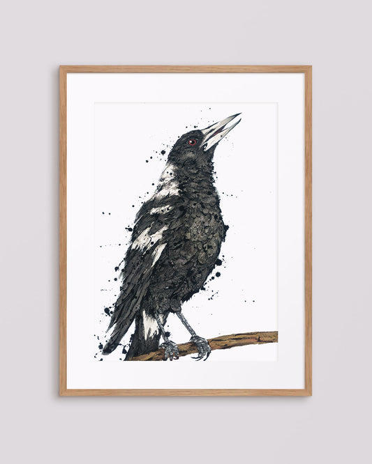 ‘Caroline’ the Magpie