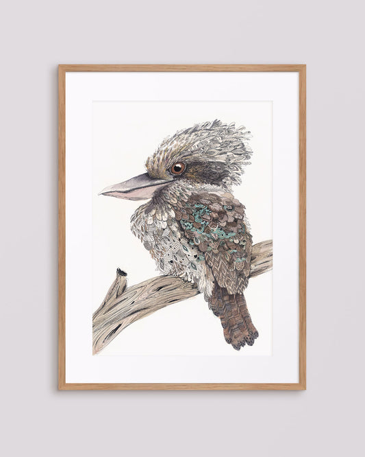 'Eye on you' Kookaburra