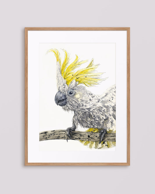 'Maaate' Sulphur-crested Cockatoo