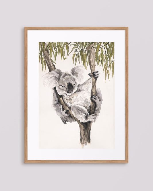 'Naptime' Koala Fine Art Print