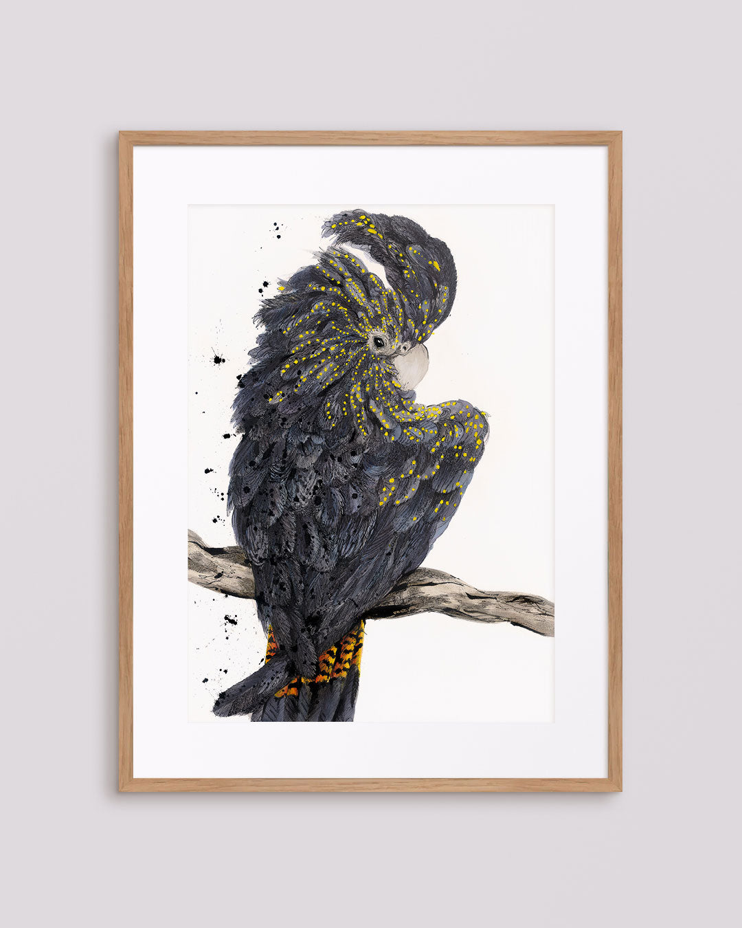'Sassy' the Black Cockatoo