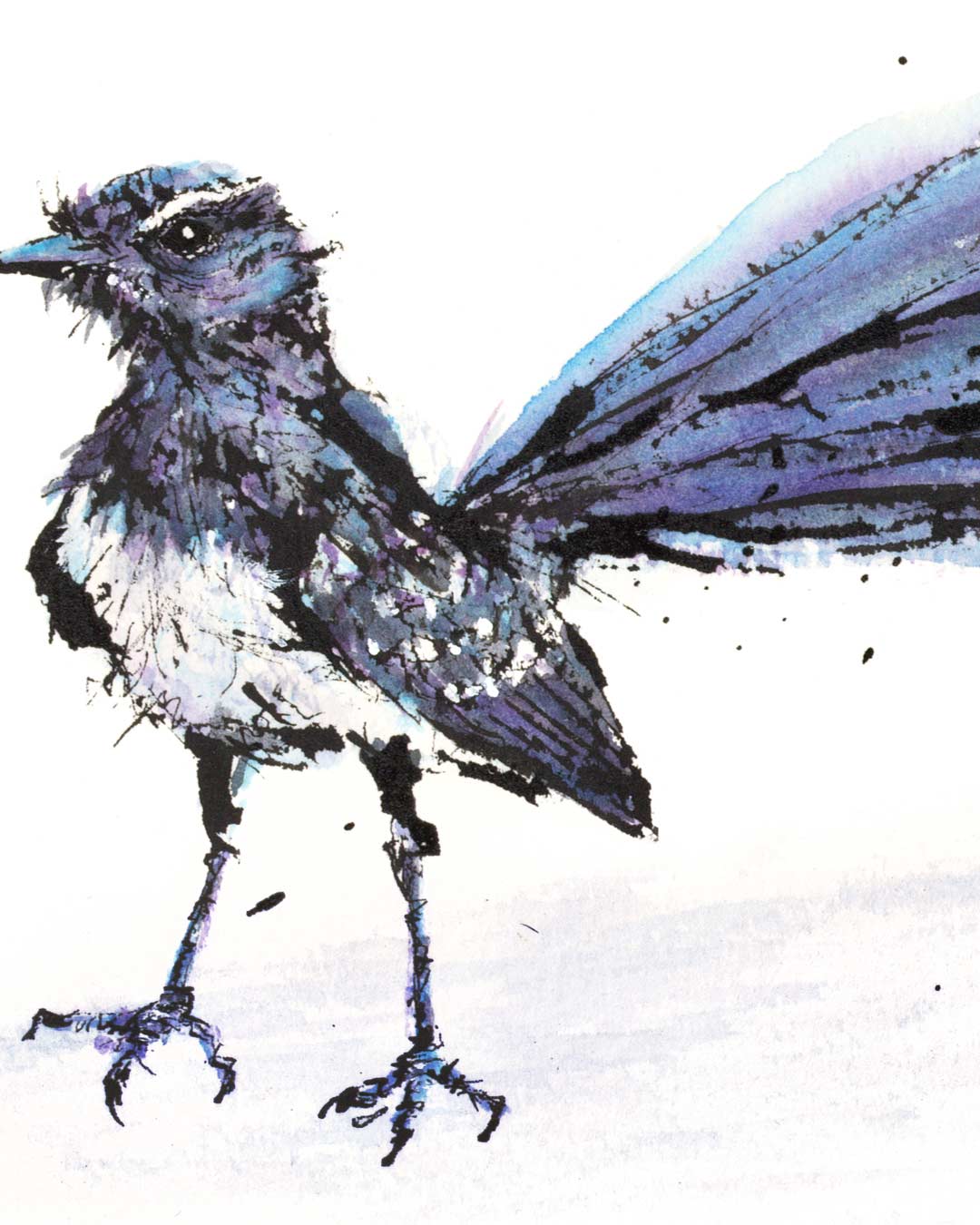 WHIP the Willie Wagtail Fine Art Print