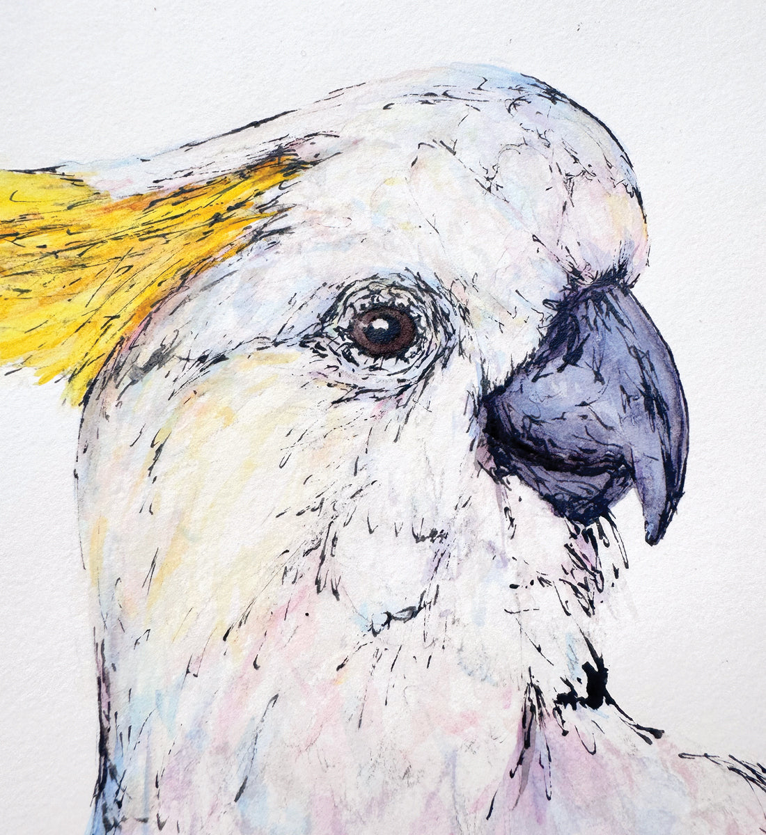 'Sully', the Sulphur-crested Cockatoo