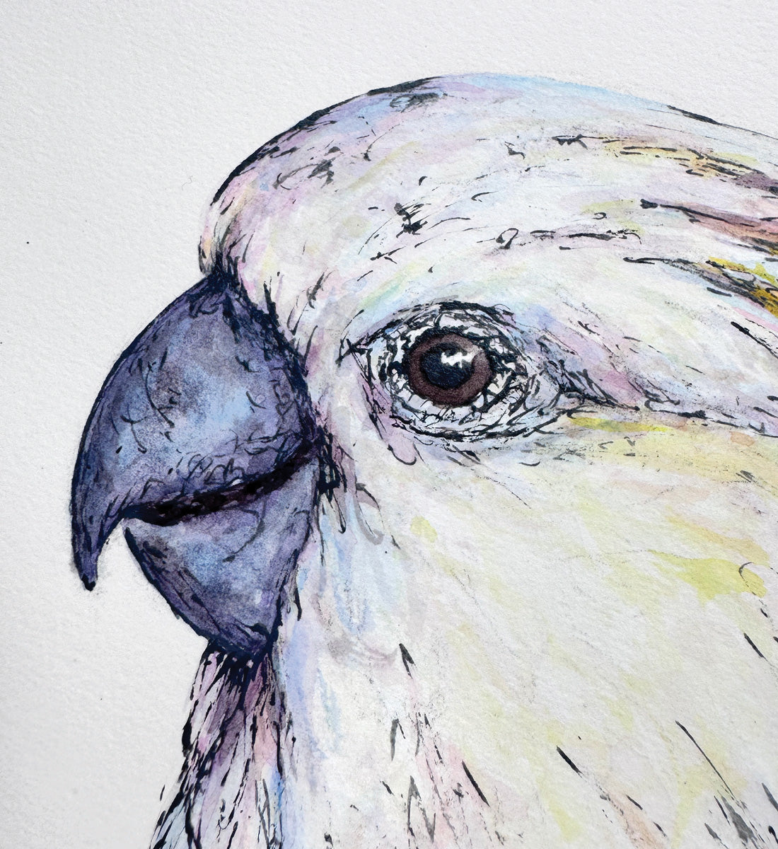 'Sunshine', the Sulphur-crested Cockatoo