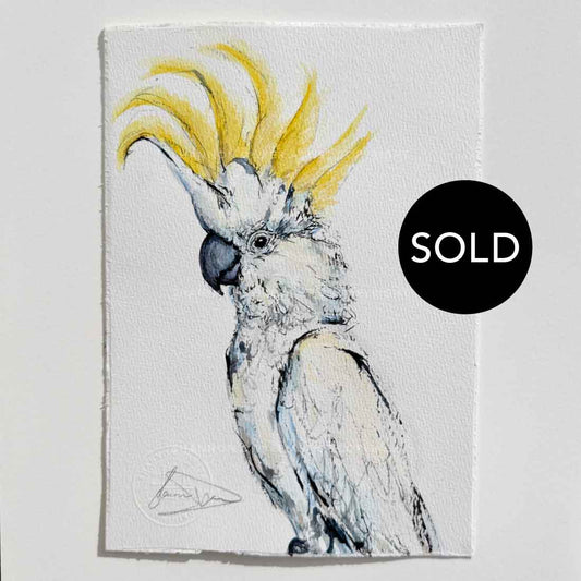 SOLD - 'CRACKER', Sulphur-crested Cockatoo