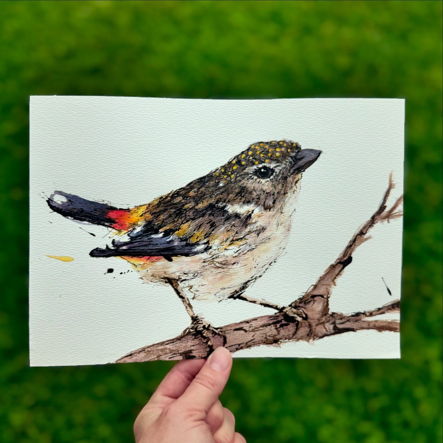 'MRS SPOTS', the Spotted Pardalote