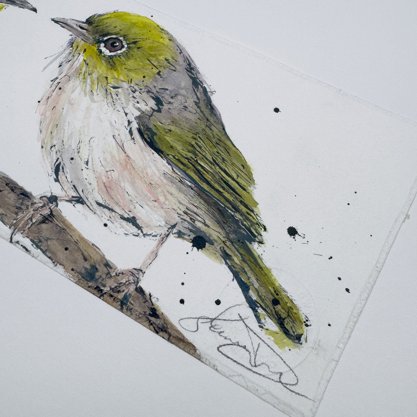 'SILVER GRACE' the Silvereye - original artwork