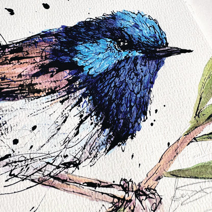 'FLICKER', Superb Fairy-Wren