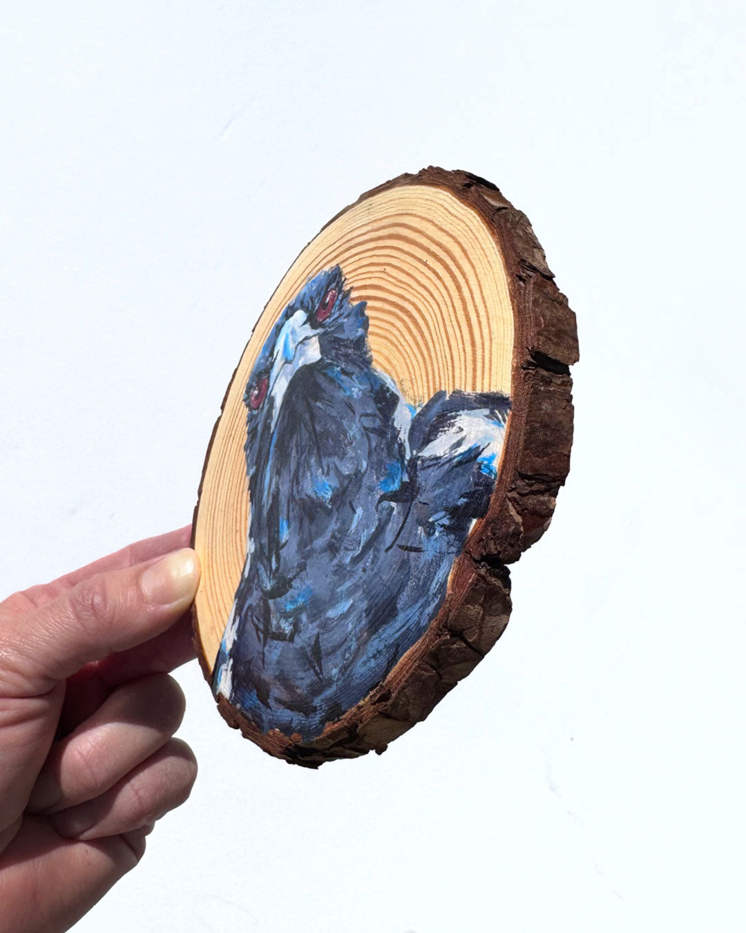 'BOSS' the Australian Magpie Wooden Disc