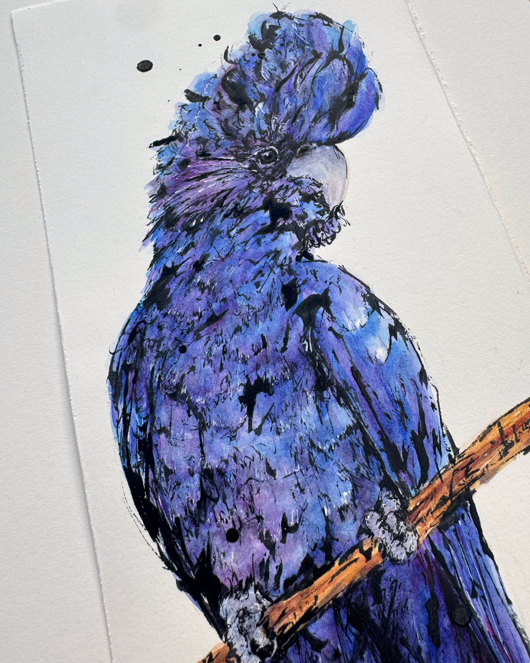 'TRUTH' the Red-Tailed Black Cockatoo - original artwork