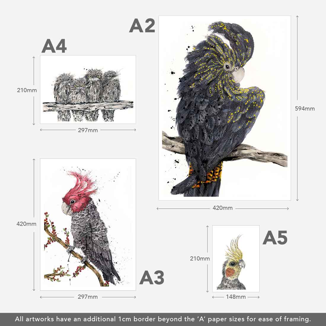 'Scarlet Stud' Gang-Gang Cockatoo