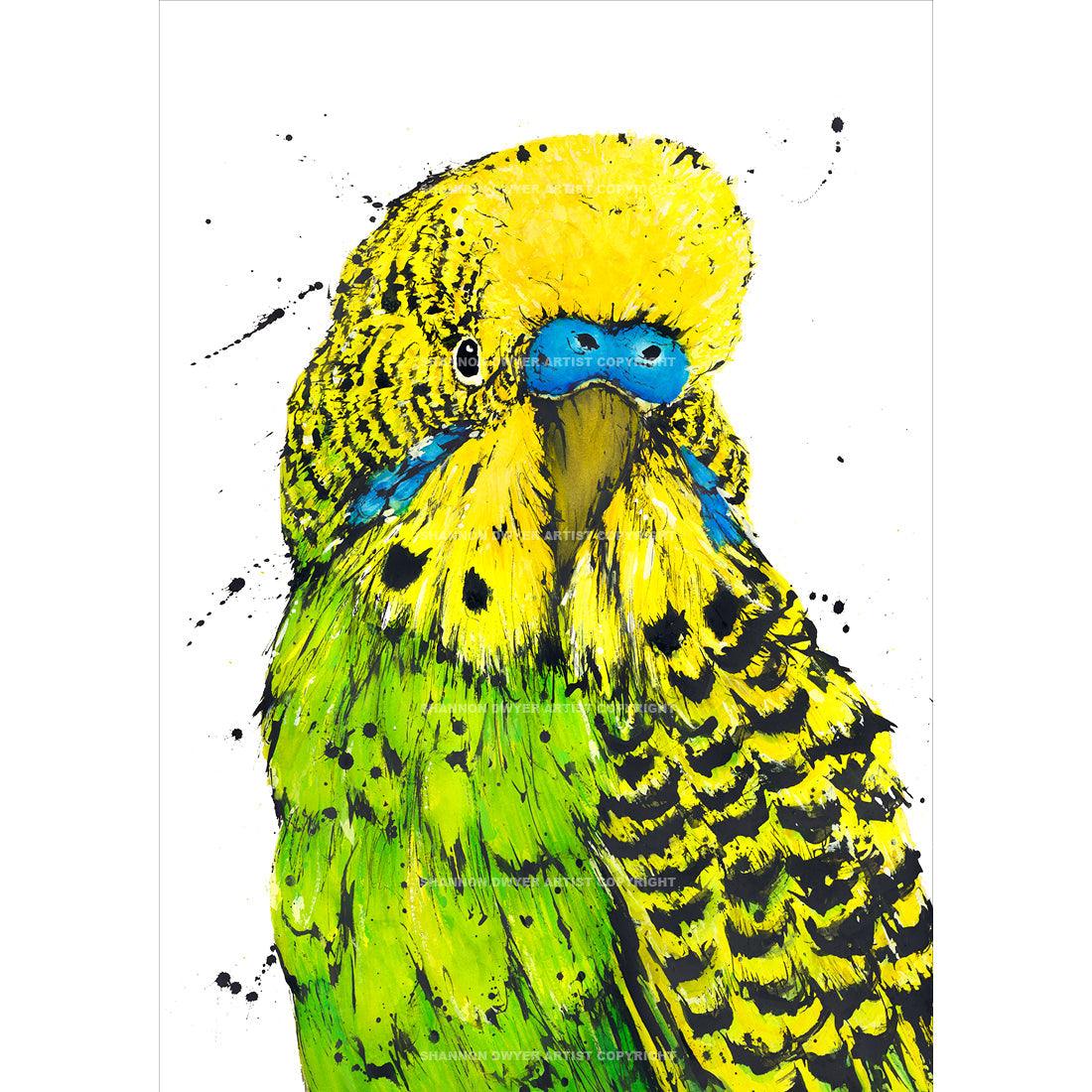 ‘Bashful’ the Budgerigar