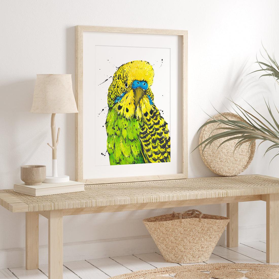 ‘Bashful’ the Budgerigar