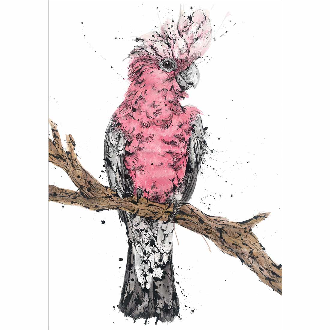 Flamin' Galah