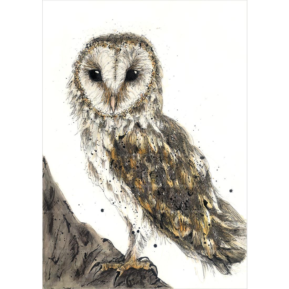 'Jarli' Barn Owl