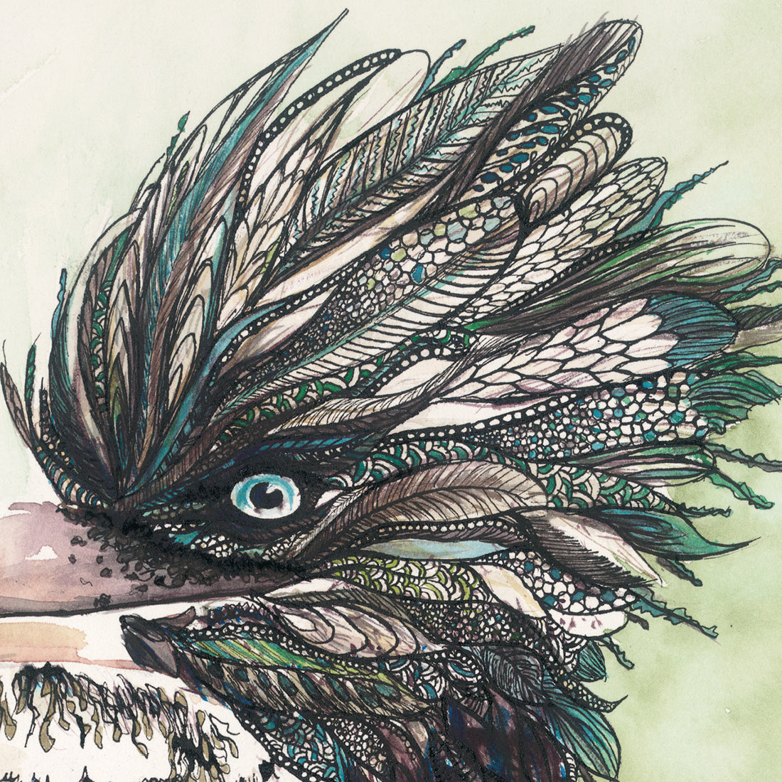 'Kooks' Kookaburra