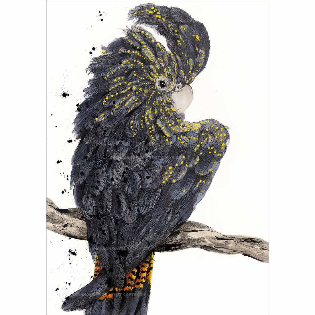 'Sassy' the Black Cockatoo