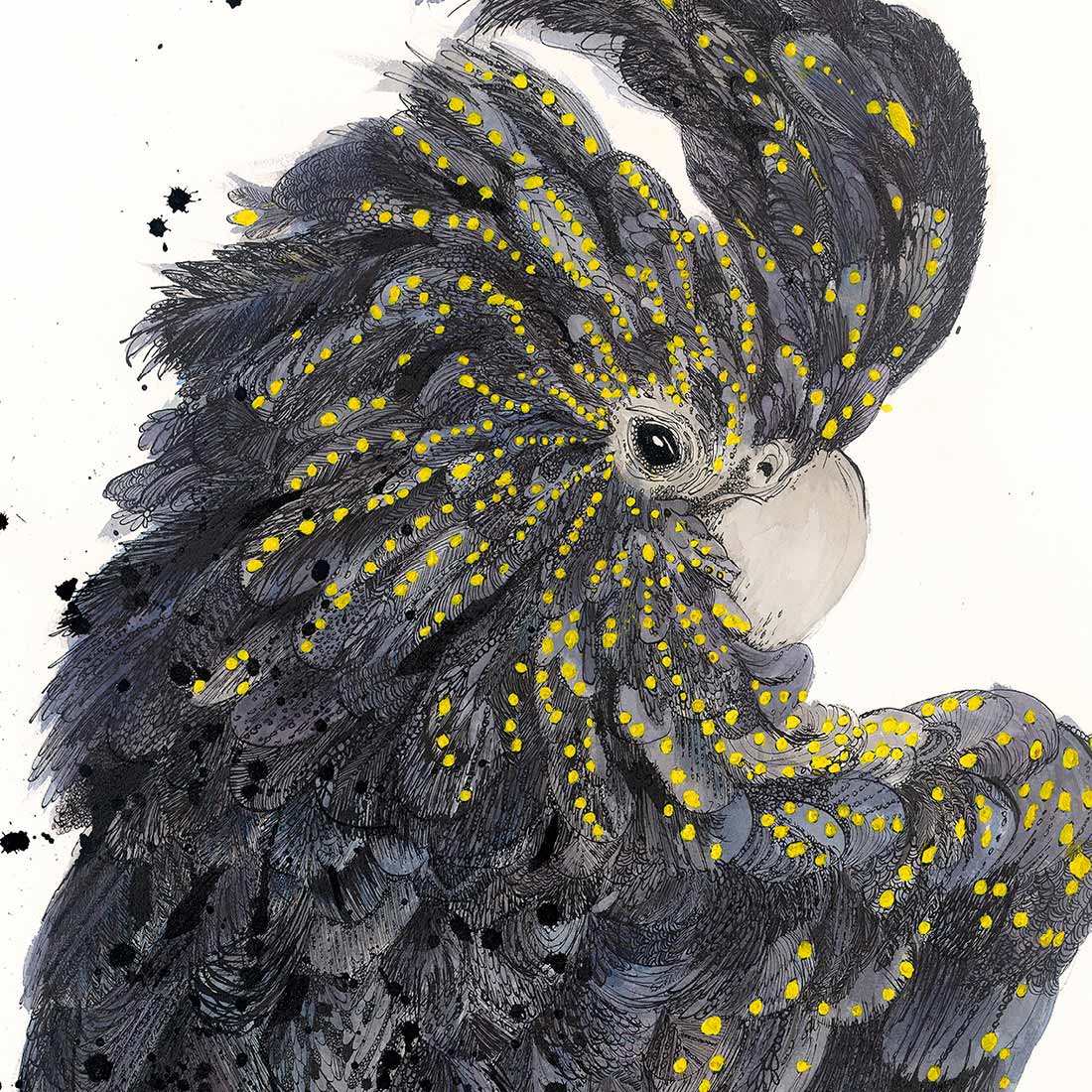 'Sassy' the Black Cockatoo