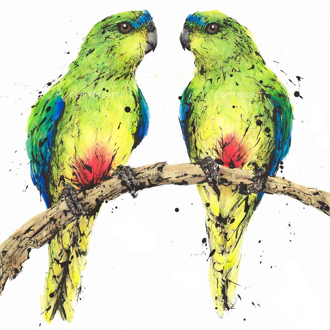 'Belly Buddies', Orange-bellied Parrots