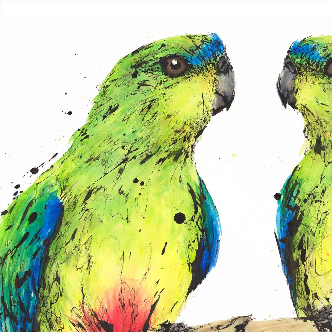 'Belly Buddies', Orange-bellied Parrots