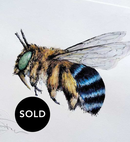 SOLD - 'Bandit', the Blue-banded Bee