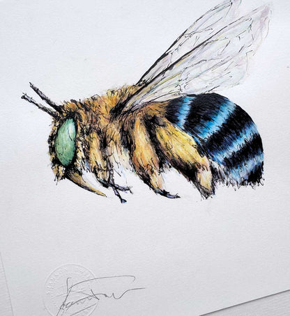 SOLD - 'Bandit', the Blue-banded Bee