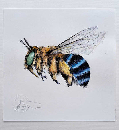SOLD - 'Bandit', the Blue-banded Bee