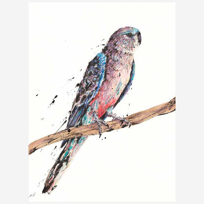 'Tranquill', the Bourke's Parrot