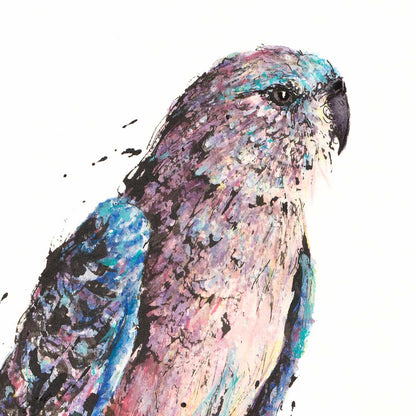 'Tranquill', the Bourke's Parrot